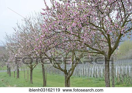 "Blossoming Almond (Prunus dulcis) trees, Gimmeldingen, Neustadt an der Weinstrasse, Rhineland-Palatinate, Germany, Europe" View Large Photo Image Stock Photo - "Blossoming Almond (Prunus dulcis) trees, Gimmeldingen, Neustadt an der Weinstrasse, Rhineland-Palatinate, Germany, Europe". Fotosearch