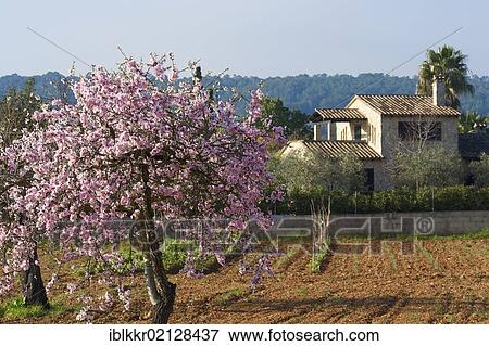 Stock Photo - "Blossoming almond tree and finca, near Es Capdella, Calvia, Majorca, Balearic Islands, Spain, Europe". Fotosearch