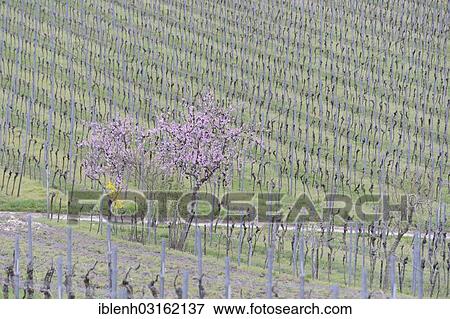 "Blossoming Almond tree (Prunus dulcis) in a vineyard, Gimmeldingen, Neustadt an der Weinstrasse, Rhineland-Palatinate, Germany, Europe" View Large Photo Image Stock Photo - "Blossoming Almond tree (Prunus dulcis) in a vineyard, Gimmeldingen, Neustadt an der Weinstrasse, Rhineland-Palatinate, Germany, Europe". Fotosearch
