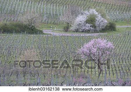 "Blossoming Almond tree (Prunus dulcis) in a vineyard, Gimmeldingen, Neustadt an der Weinstrasse, Rhineland-Palatinate, Germany, Europe" View Large Photo Image Stock Photo - "Blossoming Almond tree (Prunus dulcis) in a vineyard, Gimmeldingen, Neustadt an der Weinstrasse, Rhineland-Palatinate, Germany, Europe". Fotosearch