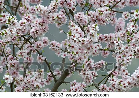 Stock Image - "Blossoming Almond tree (Prunus dulcis), Gimmeldingen, Neustadt an der Weinstrasse, Rhineland-Palatinate, Germany, Europe". Fotosearch