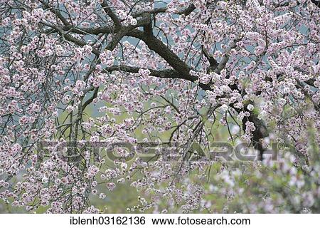 Stock Photograph - "Blossoming Almond tree (Prunus dulcis), Gimmeldingen, Neustadt an der Weinstrasse, Rhineland-Palatinate, Germany, Europe". Fotosearch