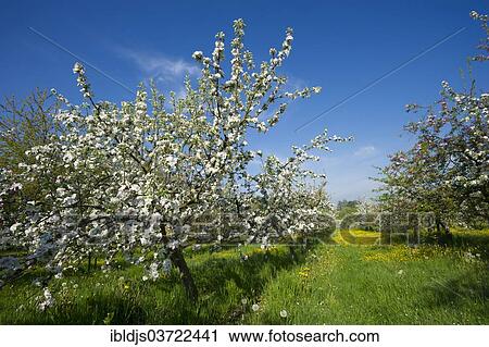 "Blossoming apple trees, Oberkirch, Black Forest, Baden-Wurttemberg, Germany, Europe" View Large Photo Image Stock Image - "Blossoming apple trees, Oberkirch, Black Forest, Baden-Wurttemberg, Germany, Europe". Fotosearch