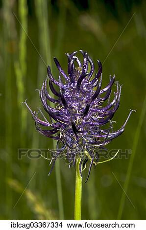 "Blossoming Black Rampion (Phyteuma nigrum), Schmittroeder Wiesen Nature Reserve, Konigstein im Taunus, Hesse, Germany, Europe" View Large Photo Image Picture - "Blossoming Black Rampion (Phyteuma nigrum), Schmittroeder Wiesen Nature Reserve, Konigstein im Taunus, Hesse, Germany, Europe". Fotosearch