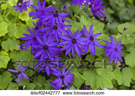 Blossoming Cape Daisy or Blue-eyed Daisy (Osteospermum) View Large Photo Image Stock Photo - Blossoming Cape Daisy or Blue-eyed Daisy (Osteospermum). Fotosearch