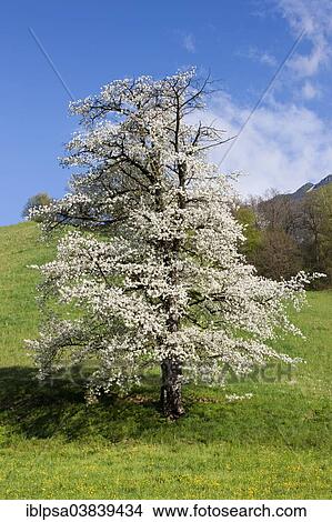 "Blossoming cherry tree in spring, North Tyrol" View Large Photo Image Picture - "Blossoming cherry tree in spring, North Tyrol". Fotosearch