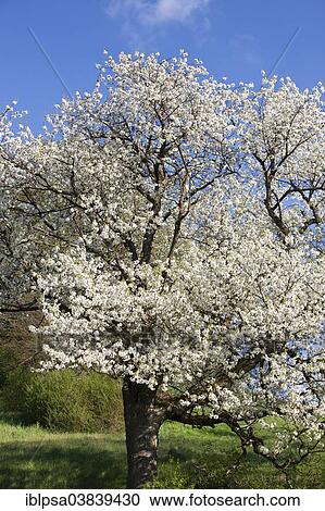 Stock Image - "Blossoming cherry tree in spring, North Tyrol, Austria, Europe". Fotosearch