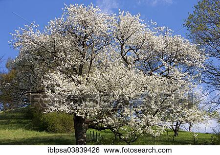 "Blossoming cherry tree in spring, North Tyrol" View Large Photo Image Stock Photograph - "Blossoming cherry tree in spring, North Tyrol". Fotosearch