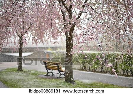 Stock Image - "Blossoming Cherry tree (Prunus x subhirtella) during snowfall, Innsbruck, Tyrol, Austria, Europe". Fotosearch