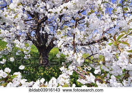 Blossoming cherry tree View Large Photo Image Stock Image - Blossoming cherry tree. Fotosearch