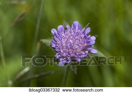 "Blossoming Field Scabious (Knautia arvensis), Schmittroeder Wiesen Nature Reserve, Konigstein im Taunus, Hesse, Germany, Europe" View Large Photo Image Stock Image - "Blossoming Field Scabious (Knautia arvensis), Schmittroeder Wiesen Nature Reserve, Konigstein im Taunus, Hesse, Germany, Europe". Fotosearch