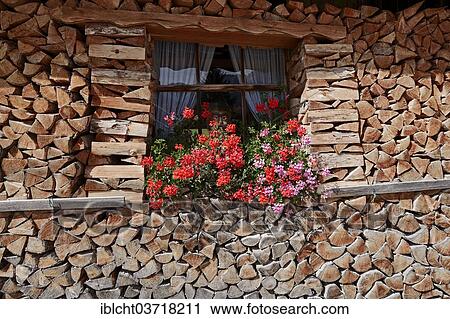 "Blossoming Geranium or Pelargonium (Pelargonium spec. ) in front of a window surrounded by stacked firewood, Werdenfelser Land, Upper Bavaria, Bavaria, Germany, Europe" View Large Photo Image Stock Image - "Blossoming Geranium or Pelargonium (Pelargonium spec. ) in front of a window surrounded by stacked firewood, Werdenfelser Land, Upper Bavaria, Bavaria, Germany, Europe". Fotosearch