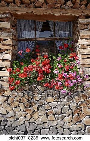 "Blossoming Geranium or Pelargonium (Pelargonium spec. ) in front of a window surrounded by stacked firewood, Werdenfelser Land, Upper Bavaria, Bavaria, Germany, Europe" View Large Photo Image Stock Photograph - "Blossoming Geranium or Pelargonium (Pelargonium spec. ) in front of a window surrounded by stacked firewood, Werdenfelser Land, Upper Bavaria, Bavaria, Germany, Europe". Fotosearch