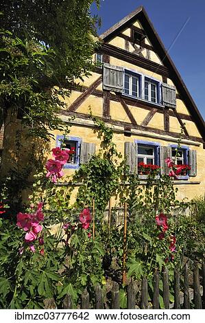 "Blossoming Hollyhocks (Alcea rosea) in front of the Hackerhaus building, originally from Ergersheim, built in 1706, relocated to the Franconian Open Air Museum in Bad Windsheim, Middle Franconia, Bavaria, Germany, Europe" View Large Photo Image Stock Image - "Blossoming Hollyhocks (Alcea rosea) in front of the Hackerhaus building, originally from Ergersheim, built in 1706, relocated to the Franconian Open Air Museum in Bad Windsheim, Middle Franconia, Bavaria, Germany, Europe". Fotosearch