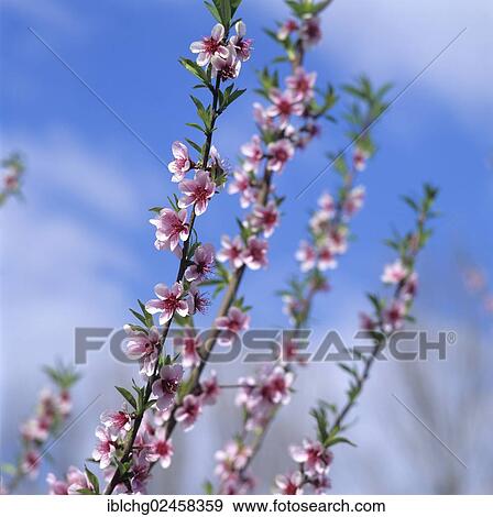 Blossoming Peach tree (Prunus persica) View Large Photo Image Stock Photo - Blossoming Peach tree (Prunus persica). Fotosearch