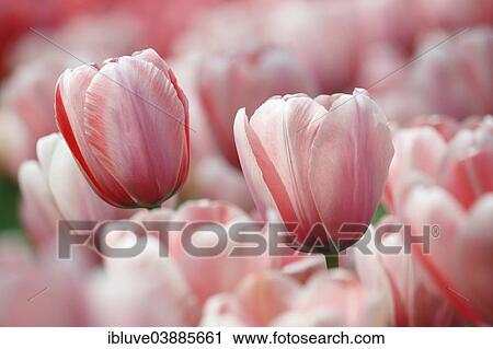 "Blossoming pink tulips, Darwin hybrid """"Salmon Impression"""" (Tulipa """"Salmon Impression"""")" View Large Photo Image Stock Image - "Blossoming pink tulips, Darwin hybrid """"Salmon Impression"""" (Tulipa """"Salmon Impression"""")". Fotosearch
