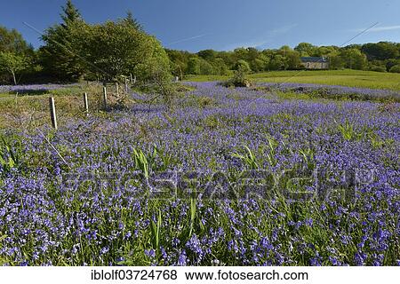 "Blossoming summer meadow with a small house, Fionnphort, Argyll, Isle of Mull, Scotland, United Kingdom, Europe" View Large Photo Image Stock Photo - "Blossoming summer meadow with a small house, Fionnphort, Argyll, Isle of Mull, Scotland, United Kingdom, Europe". Fotosearch
