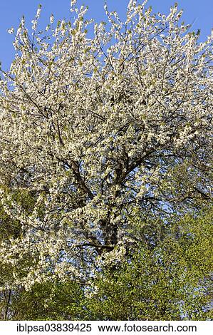 "Blossoming trees in spring, North Tyrol, Austria, Europe" View Large Photo Image Stock Photography - "Blossoming trees in spring, North Tyrol, Austria, Europe". Fotosearch