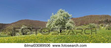Stock Photograph - "Blossoming Wild Cherry or Sweet Cherry (Prunus avium) on a spring meadow, Neidlinger Tal, Baden-Wurttemberg, Germany, Europe". Fotosearch