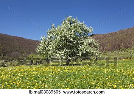 "Blossoming Wild Cherry or Sweet Cherry (Prunus avium) on a spring meadow, Neidlinger Tal, Baden-Wurttemberg, Germany, Europe" View Large Photo Image Stock Photography - "Blossoming Wild Cherry or Sweet Cherry (Prunus avium) on a spring meadow, Neidlinger Tal, Baden-Wurttemberg, Germany, Europe". Fotosearch