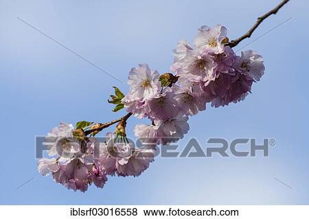 "Blossoms of a Flowering Almond (Prunus triloba), Kassel, Kassel, Hesse, Germany, Europe" View Large Photo Image Stock Photo - "Blossoms of a Flowering Almond (Prunus triloba), Kassel, Kassel, Hesse, Germany, Europe". Fotosearch