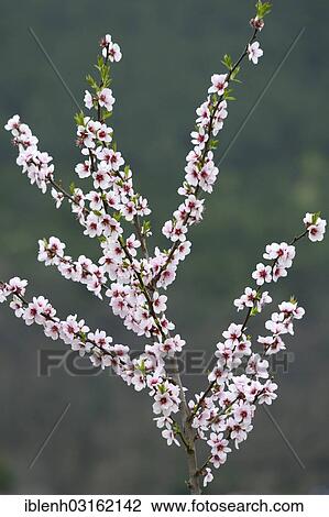 "Blossoms of an Almond (Prunus dulcis), Gimmeldingen, Neustadt an der Weinstrasse, Rhineland-Palatinate, Germany, Europe" View Large Photo Image Stock Image - "Blossoms of an Almond (Prunus dulcis), Gimmeldingen, Neustadt an der Weinstrasse, Rhineland-Palatinate, Germany, Europe". Fotosearch