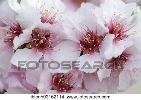 "Blossoms of an Almond tree (Prunus dulcis), Gimmeldingen, Neustadt an der Weinstrasse, Rhineland-Palatinate, Germany, Europe" View Large Photo Image Picture - "Blossoms of an Almond tree (Prunus dulcis), Gimmeldingen, Neustadt an der Weinstrasse, Rhineland-Palatinate, Germany, Europe". Fotosearch