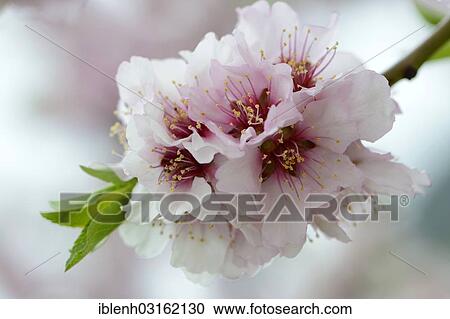 Stock Image - "Blossoms of an Almond tree (Prunus dulcis), Gimmeldingen, Neustadt an der Weinstrasse, Rhineland-Palatinate, Germany, Europe". Fotosearch