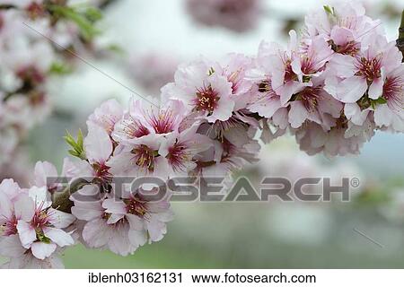 "Blossoms of an Almond tree (Prunus dulcis), Gimmeldingen, Neustadt an der Weinstrasse, Rhineland-Palatinate, Germany, Europe" View Large Photo Image Stock Image - "Blossoms of an Almond tree (Prunus dulcis), Gimmeldingen, Neustadt an der Weinstrasse, Rhineland-Palatinate, Germany, Europe". Fotosearch