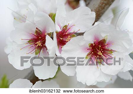 "Blossoms of an Almond tree (Prunus dulcis), Gimmeldingen, Neustadt an der Weinstrasse, Rhineland-Palatinate, Germany, Europe" View Large Photo Image Stock Image - "Blossoms of an Almond tree (Prunus dulcis), Gimmeldingen, Neustadt an der Weinstrasse, Rhineland-Palatinate, Germany, Europe". Fotosearch