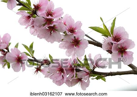 "Blossoms of an Almond tree (Prunus dulcis), Gimmeldingen, Neustadt an der Weinstrasse, Rhineland-Palatinate, Germany, Europe" View Large Photo Image Stock Photo - "Blossoms of an Almond tree (Prunus dulcis), Gimmeldingen, Neustadt an der Weinstrasse, Rhineland-Palatinate, Germany, Europe". Fotosearch