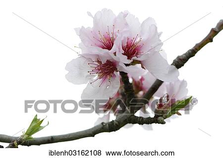 "Blossoms of an Almond tree (Prunus dulcis), Gimmeldingen, Neustadt an der Weinstrasse, Rhineland-Palatinate, Germany, Europe" View Large Photo Image Stock Photo - "Blossoms of an Almond tree (Prunus dulcis), Gimmeldingen, Neustadt an der Weinstrasse, Rhineland-Palatinate, Germany, Europe". Fotosearch