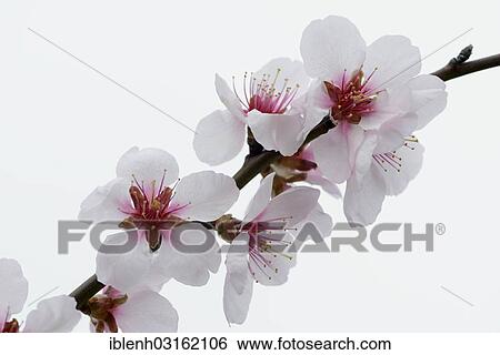 Stock Photograph - "Blossoms of an Almond tree (Prunus dulcis), Gimmeldingen, Neustadt an der Weinstrasse, Rhineland-Palatinate, Germany, Europe". Fotosearch