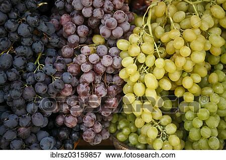 "Blue and white grapes, Italy, Europe" View Large Photo Image Stock Photo - "Blue and white grapes, Italy, Europe". Fotosearch