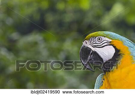 Stock Image - Blue-and-Yellow Macaw (Ara ararauna), captive. Fotosearch