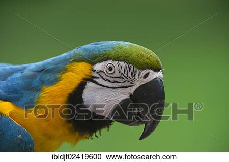 Stock Image - Blue-and-Yellow Macaw (Ara ararauna), captive. Fotosearch