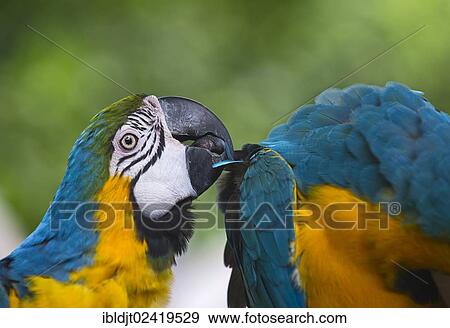 Blue-and-Yellow Macaw (Ara ararauna), captive View Large Photo Image Stock Photo - Blue-and-Yellow Macaw (Ara ararauna), captive. Fotosearch