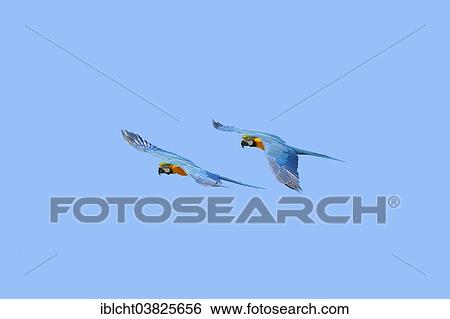 Stock Photograph - "Blue-and-yellow Macaw (Ara ararauna), pair in flight, native to South America, captive, Germany, Europe". Fotosearch