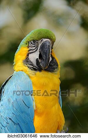 "Blue-and-Yellow Macaw or Blue-and-Gold Macaw (Ara ararauna) occurrence in South America, captive, North Rhine-Westphalia, Germany, Europe" View Large Photo Image Stock Photograph - "Blue-and-Yellow Macaw or Blue-and-Gold Macaw (Ara ararauna) occurrence in South America, captive, North Rhine-Westphalia, Germany, Europe". Fotosearch