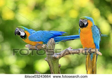 Picture - "Blue-and-yellow Macaws (Ara ararauna), native to South America, captive, pair perched on a lookout branch". Fotosearch