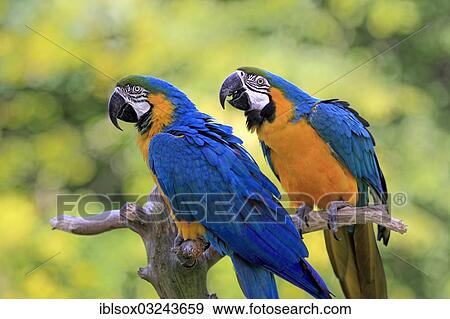 "Blue-and-yellow Macaws (Ara ararauna), native to South America, captive, pair perched on a lookout branch" View Large Photo Image Stock Photo - "Blue-and-yellow Macaws (Ara ararauna), native to South America, captive, pair perched on a lookout branch". Fotosearch