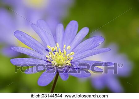"Blue Anemone or Grecian Windflower (Anemone apennina, Anemone blanda), North Rhine-Westphalia, Germany, Europe" View Large Photo Image Picture - "Blue Anemone or Grecian Windflower (Anemone apennina, Anemone blanda), North Rhine-Westphalia, Germany, Europe". Fotosearch