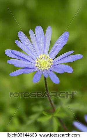 "Blue Anemone or Grecian Windflower (Anemone apennina, Anemone blanda), North Rhine-Westphalia, Germany, Europe" View Large Photo Image Stock Image - "Blue Anemone or Grecian Windflower (Anemone apennina, Anemone blanda), North Rhine-Westphalia, Germany, Europe". Fotosearch