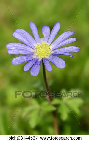 Stock Photo - "Blue Anemone or Grecian Windflower (Anemone apennina, Anemone blanda), North Rhine-Westphalia, Germany, Europe". Fotosearch