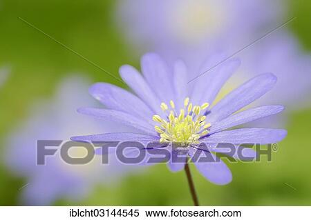 Stock Photography - "Blue Anemone or Grecian Windflower (Anemone apennina, Anemone blanda), North Rhine-Westphalia, Germany, Europe". Fotosearch