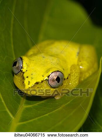 "Blue-back reed frog (Heterixalus madagascariensis), Maroantsetra, northeastern Madagascar, Madagascar, Africa" View Large Photo Image Stock Photography - "Blue-back reed frog (Heterixalus madagascariensis), Maroantsetra, northeastern Madagascar, Madagascar, Africa". Fotosearch
