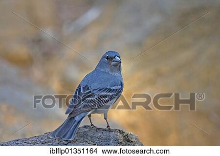 "Blue Chaffinch (Fringilla teydea), adult male, perched on rock, Tenerife, Canary Islands, Spain, Europe" View Large Photo Image Picture - "Blue Chaffinch (Fringilla teydea), adult male, perched on rock, Tenerife, Canary Islands, Spain, Europe". Fotosearch