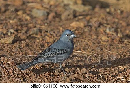 "Blue Chaffinch (Fringilla teydea), adult male, standing on ground, Tenerife, Canary Islands, Spain, Europe" View Large Photo Image Stock Photo - "Blue Chaffinch (Fringilla teydea), adult male, standing on ground, Tenerife, Canary Islands, Spain, Europe". Fotosearch