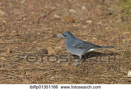 "Blue Chaffinch (Fringilla teydea), adult male, standing on ground, Tenerife, Canary Islands, Spain, Europe" View Large Photo Image Stock Photograph - "Blue Chaffinch (Fringilla teydea), adult male, standing on ground, Tenerife, Canary Islands, Spain, Europe". Fotosearch