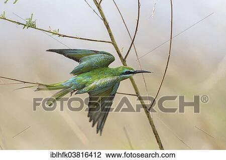 "Blue-cheeked Bee-eater (Merops persicus), Liuwa Plain National Park, Northwestern Province, Zambia, Africa" View Large Photo Image Stock Image - "Blue-cheeked Bee-eater (Merops persicus), Liuwa Plain National Park, Northwestern Province, Zambia, Africa". Fotosearch